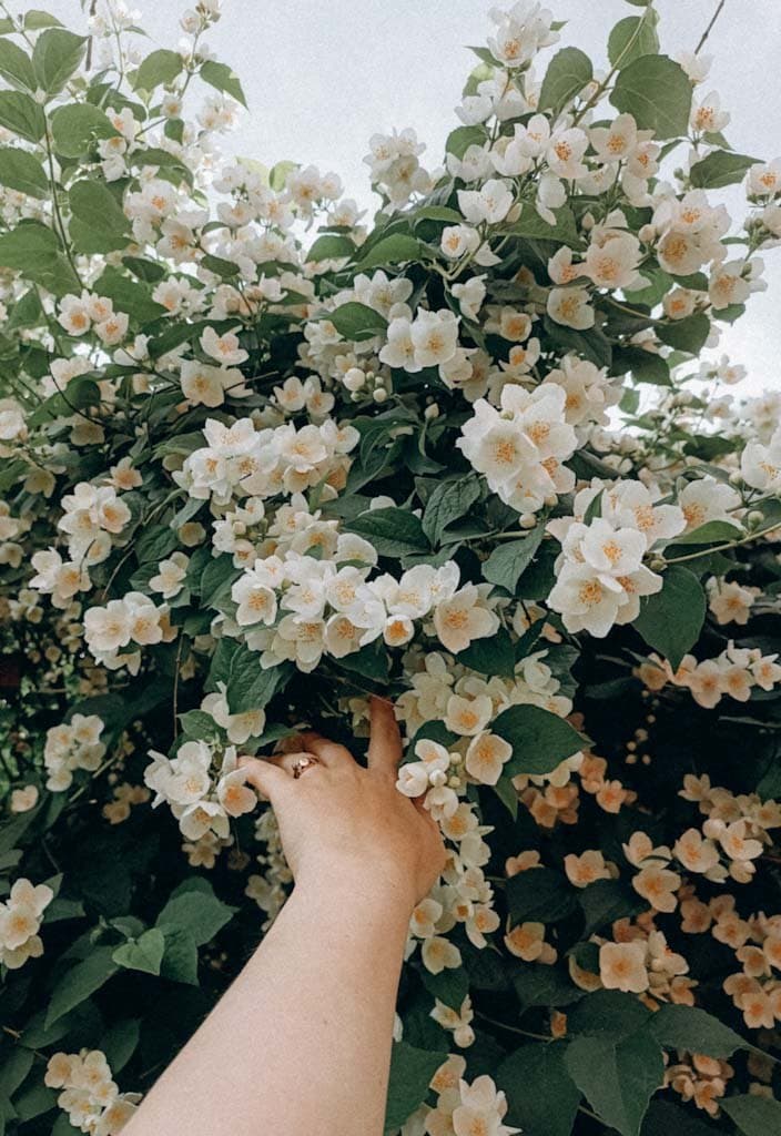 Jasmin